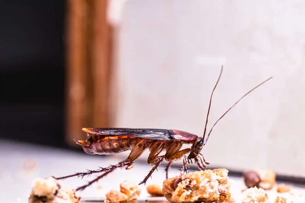 Kakerlaken bei Speiseresten und Abfallcontainern zuverlässig bekämpfen – Darmstadt