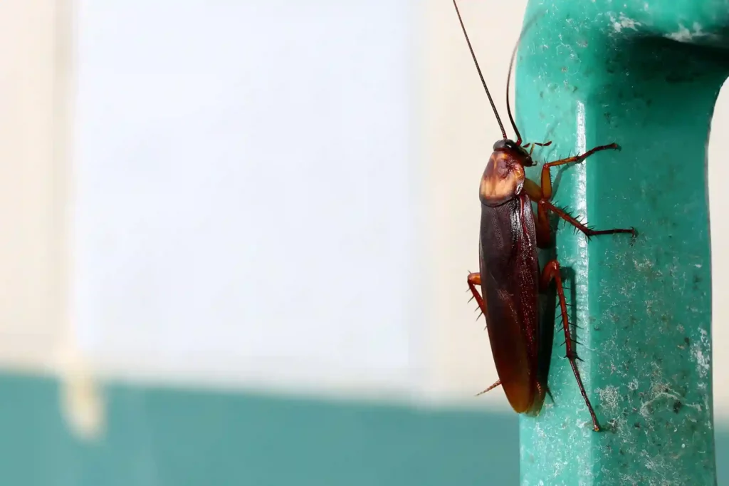 Kakerlaken im Lagerraum effektiv und nachhaltig bekämpfen – Darmstadt