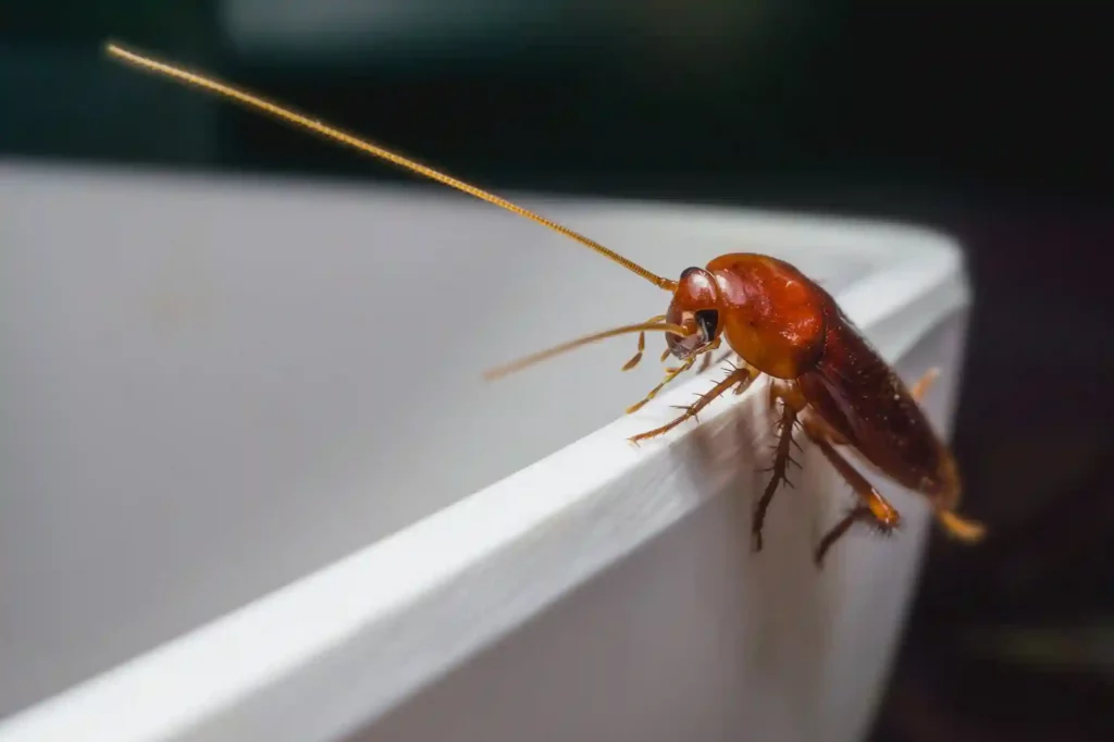 Kakerlakenbefall im Badezimmer erkennen und professionell beseitigen – Darmstadt