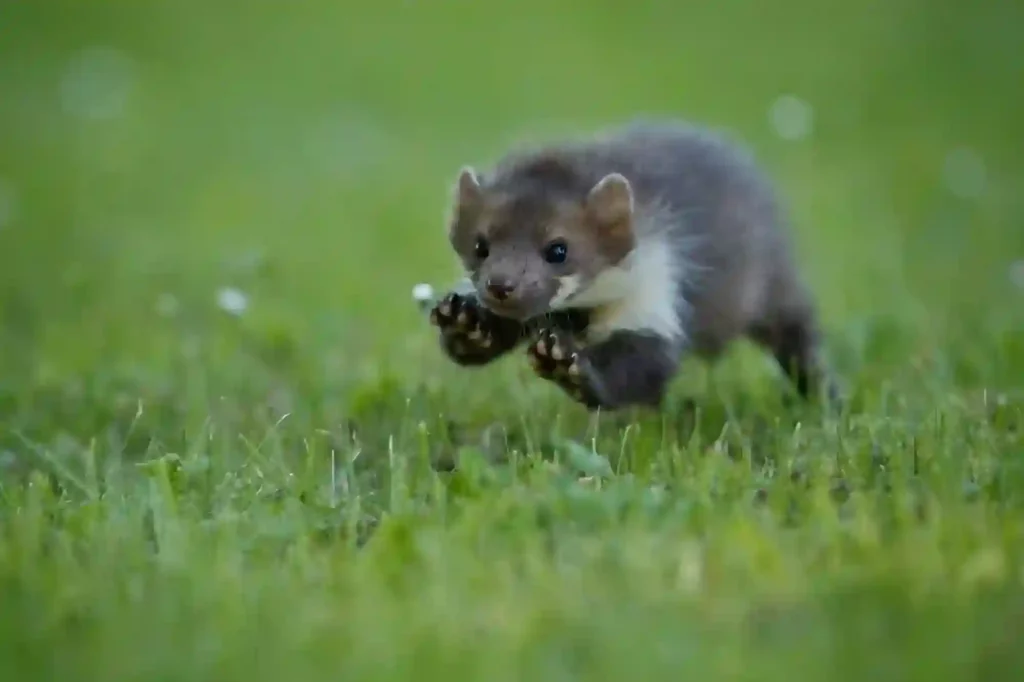 Marder auf dem Grundstück sicher entfernen lassen – Kammerjäger Darmstadt