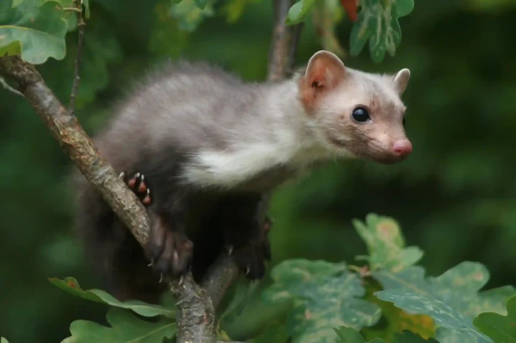 Marder auf Waldwegen in Hausnähe effektiv vergrämen – Kammerjäger Darmstadt