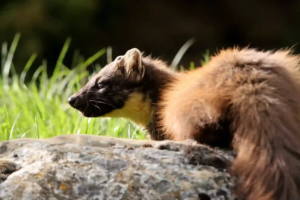 Marder im Garten dauerhaft vertreiben lassen – Schutz durch Kammerjäger Darmstadt