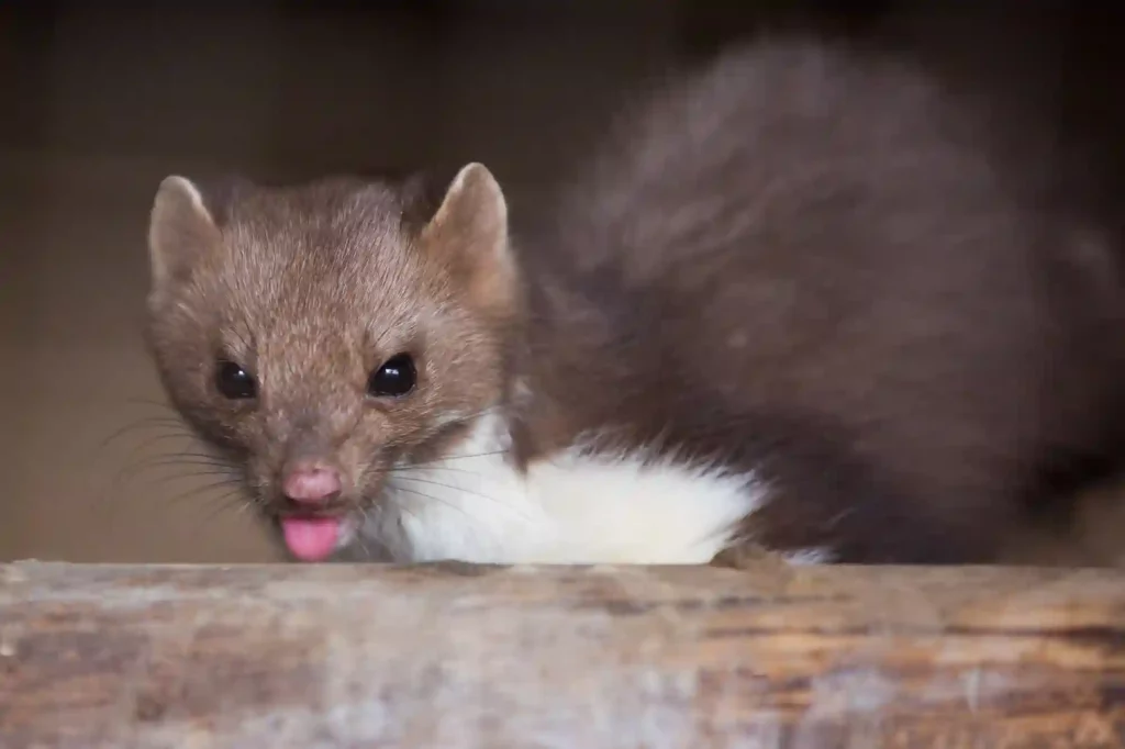 Marderangriffe verhindern und Tiere sicher beseitigen lassen – Marder Vergrämung Darmstadt