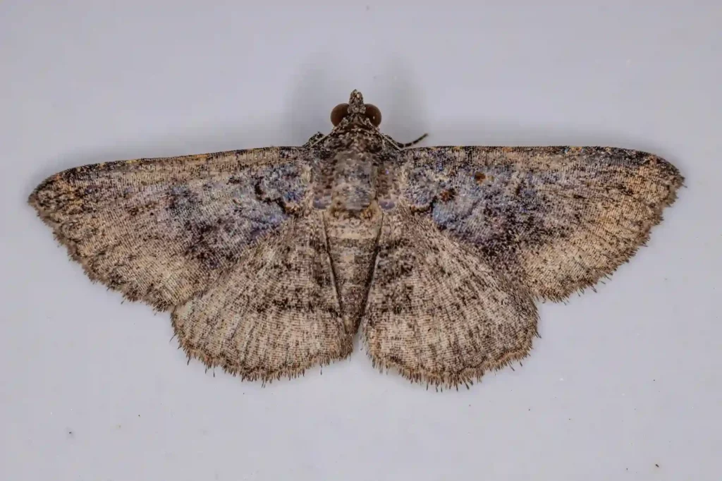 Mottenbefall auf dem Dachboden gezielt bekämpfen lassen – Kammerjäger Darmstadt