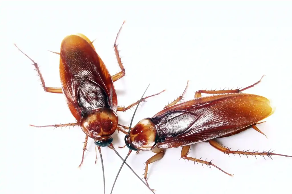 Nahaufnahme von Kakerlaken und Schaben – Schädlingsbestimmung für effektive Bekämpfung