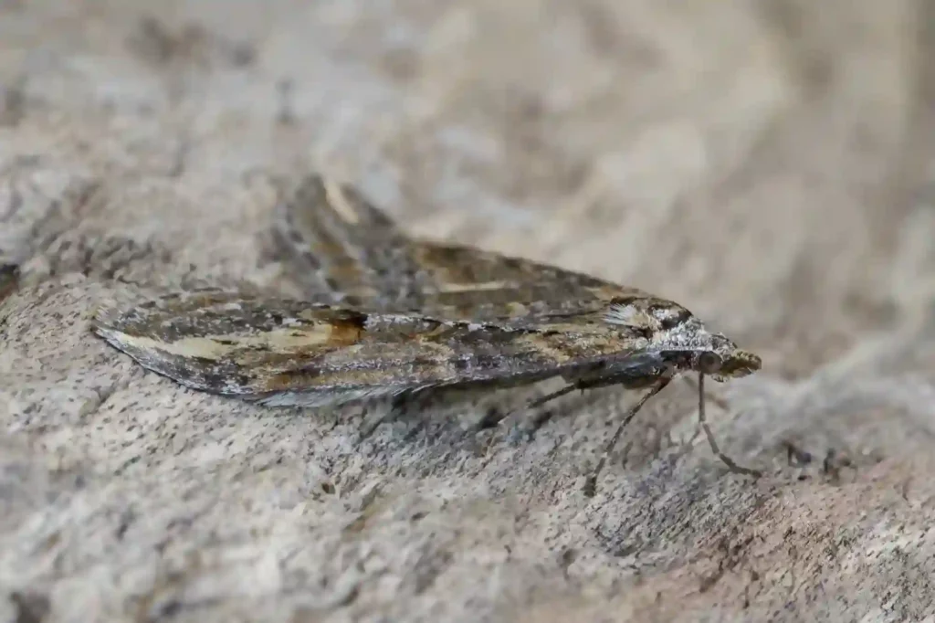 Silbermotten auf Teppich und Couch gründlich entfernen – Darmstadt