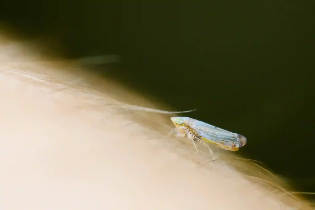 Silbermotten im Haushalt schnell und sicher beseitigen lassen – Motten Bekämpfung Darmstadt