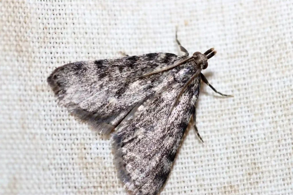 Silbermotten in der Küche zuverlässig loswerden – Mottenbekämpfung Darmstadt