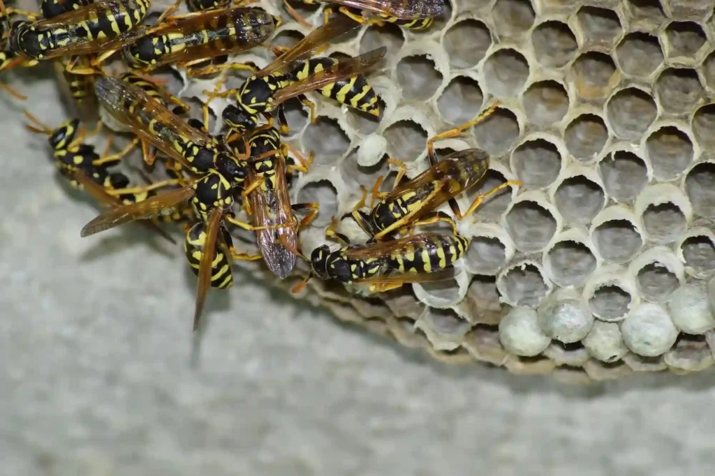 Wespennest am Haus sicher entfernen lassen – Wespenbekämpfung Darmstadt
