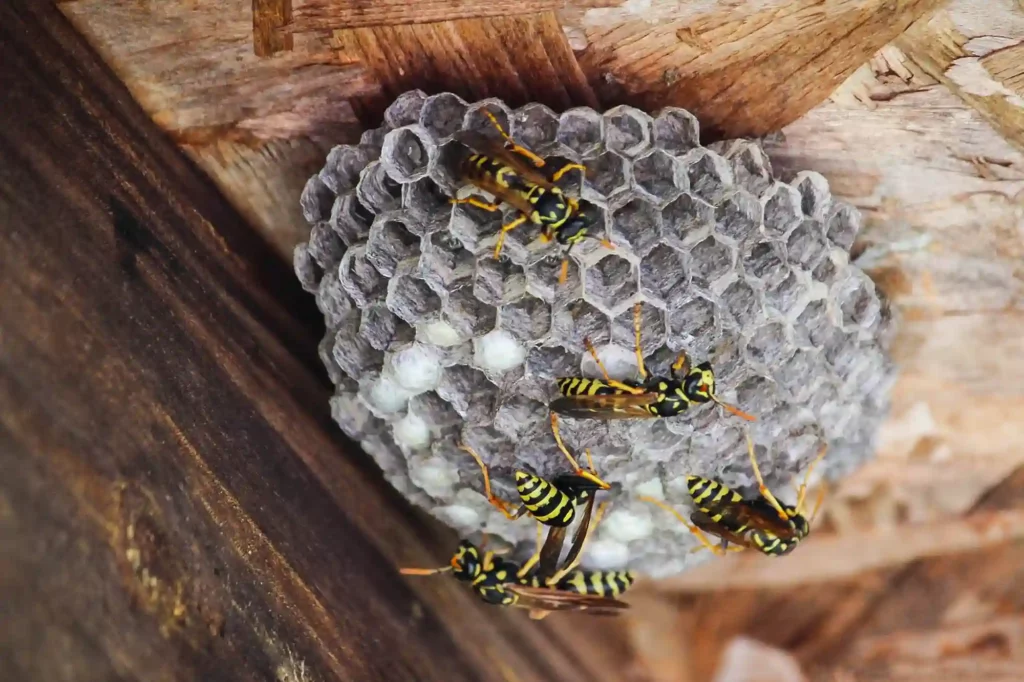 Wespennest in der Nähe von Spielplatz oder Kindergarten schnell beseitigen – Darmstadt